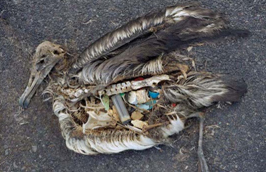 Consultant sought for marine plastic litter assignment